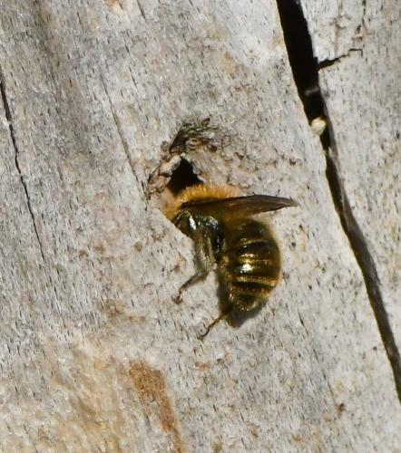 Réf. 225 427 : Osmia sp.
